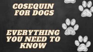 Cosequin for dogs