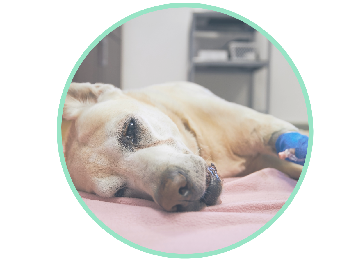 Cosequin for Dogs VetApproved to Optimize Pup Joint Health Avenue Dogs