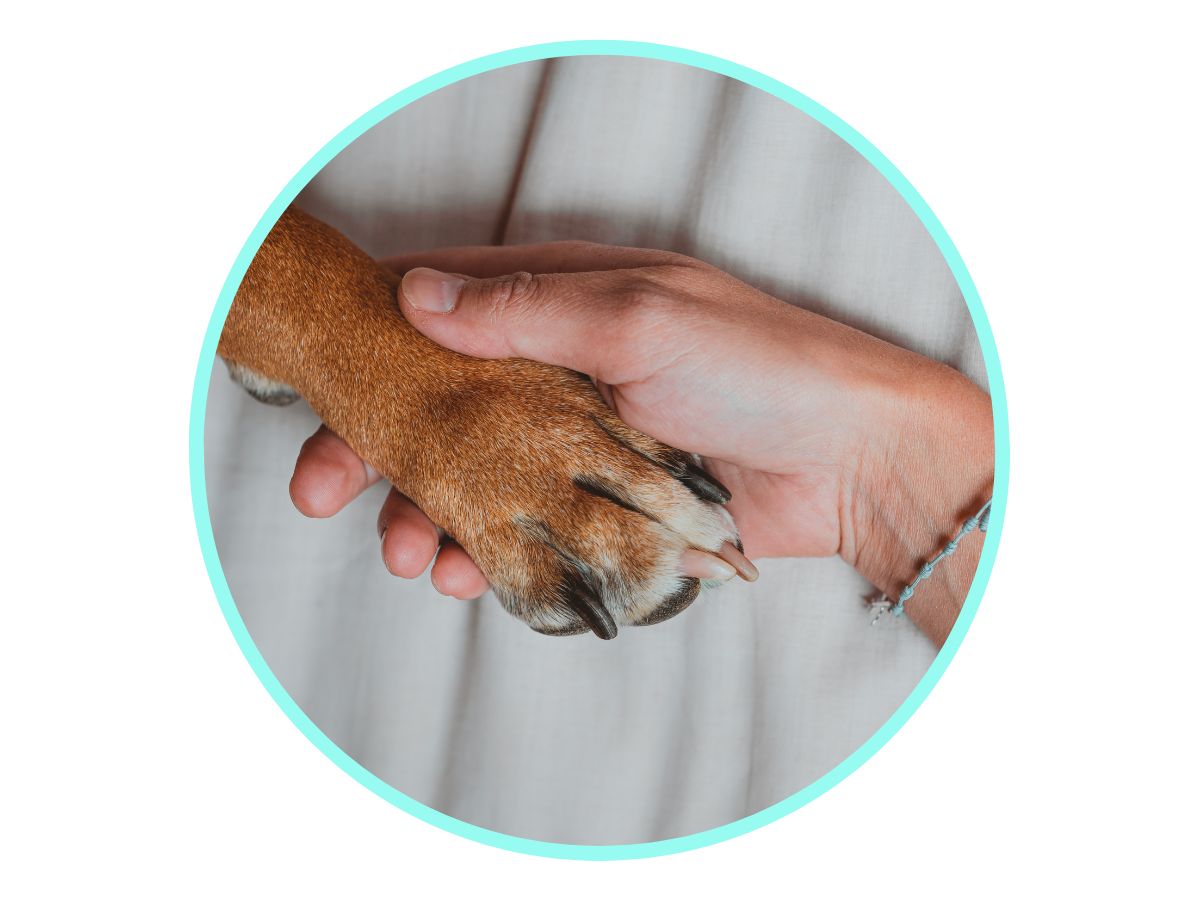 Dasuquin For Dogs Vet Approved For Dog Joint Health Avenue Dogs