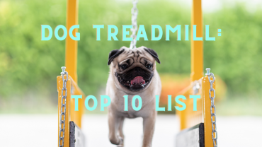 Dog treadmill top 10 list