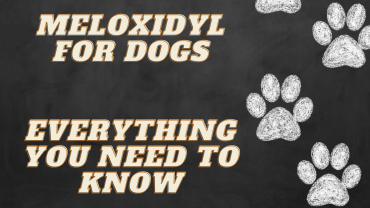 Meloxidyl for Dogs