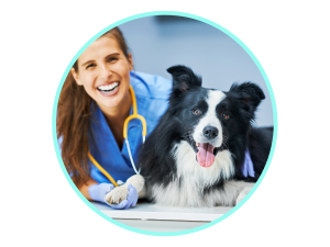 Meloxidyl for dogs 