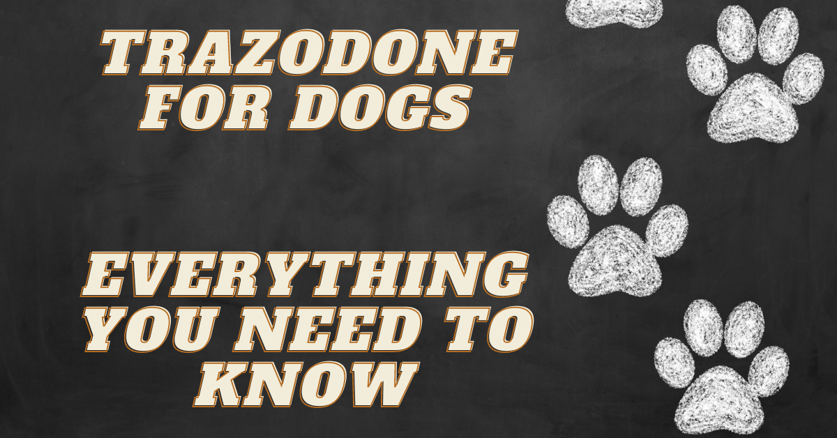Trazodone for dogs everything you need to know