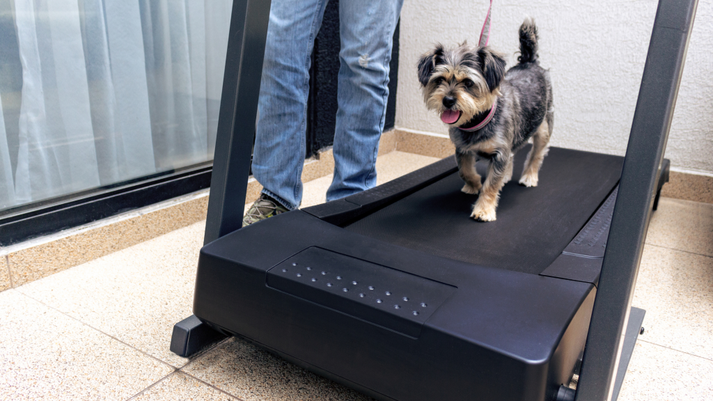 best dog treadmill