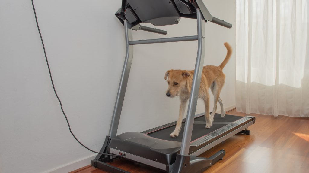 best dog treadmill 4