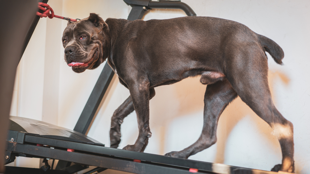 best dog treadmill 7