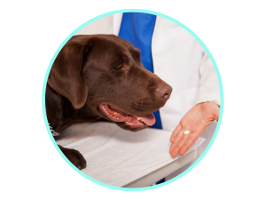 trazodone dosage for dogs