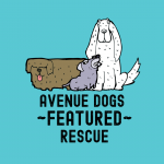 Avenue-Dogs-featured-rescue
