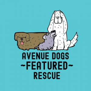Avenue Dogs featured rescue