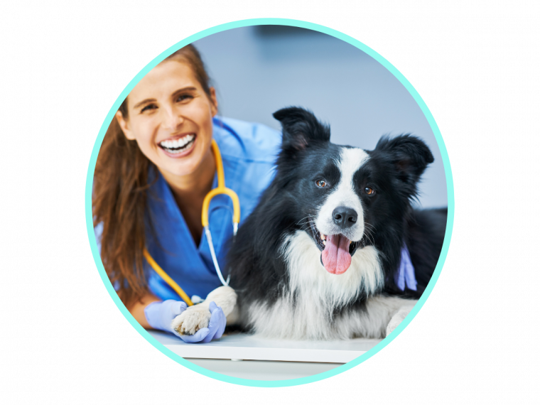 Enalapril for Dogs VetApproved for Heart Health & Blood Flow Avenue