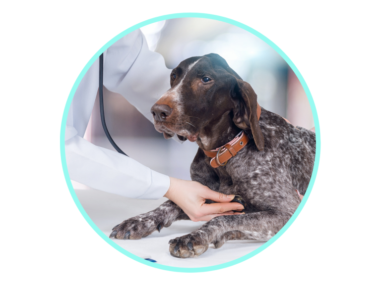 Enalapril for Dogs VetApproved for Heart Health & Blood Flow Avenue