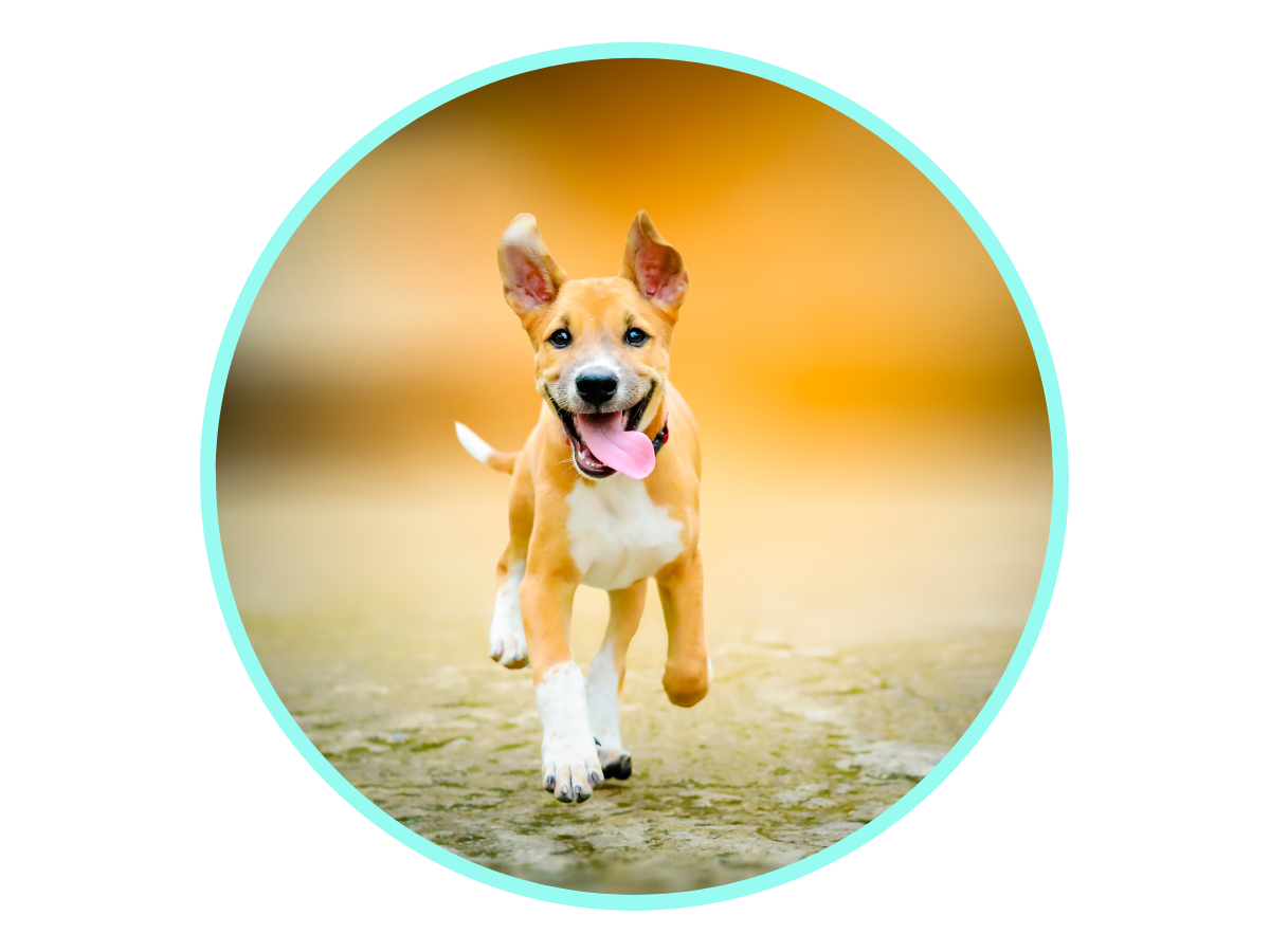 Enalapril for Dogs VetApproved for Heart Health & Blood Flow Avenue