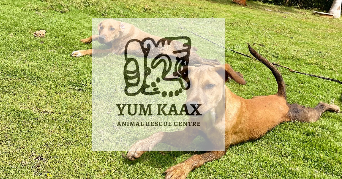 Yum Kaax – A Family-Style Foster & Animal Rescue in Campeche
