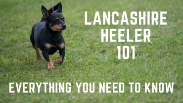 Lancashire Heeler 101 - Temperament, Size, Agility, and More