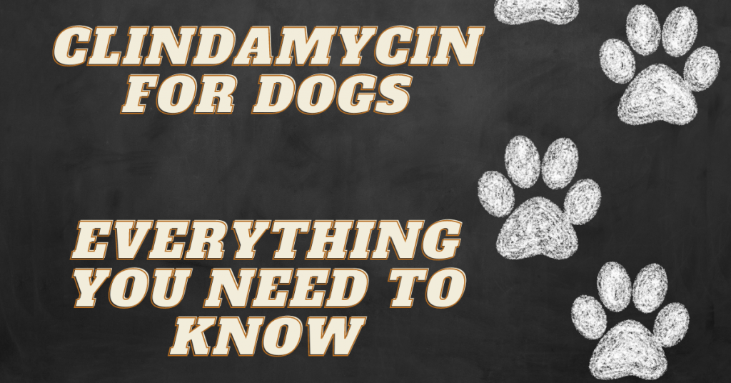 Clindamycin for Dogs An Antibiotic for Bacterial Infections Avenue Dogs