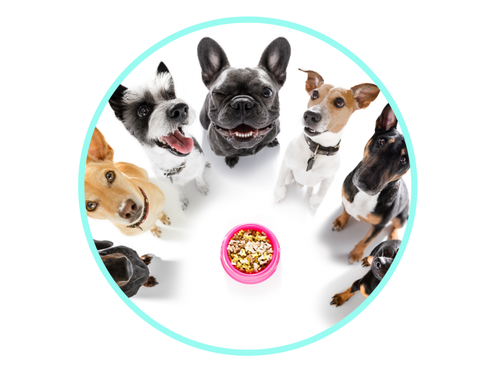 Pimobendan for Dogs A Treatment for Congestive Heart Failure Avenue Dogs