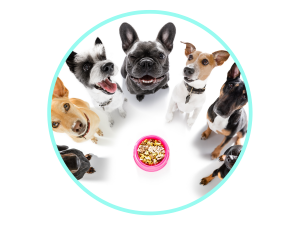 Quercetin for dogs